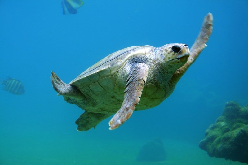 water-ocean-underwater-biology-turtle-sea-turtle-1530-pxhere.com